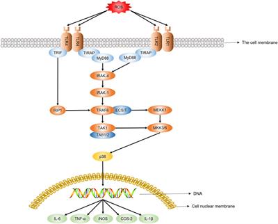 Compounds purified from edible fungi fight against chronic inflammation through oxidative stress regulation